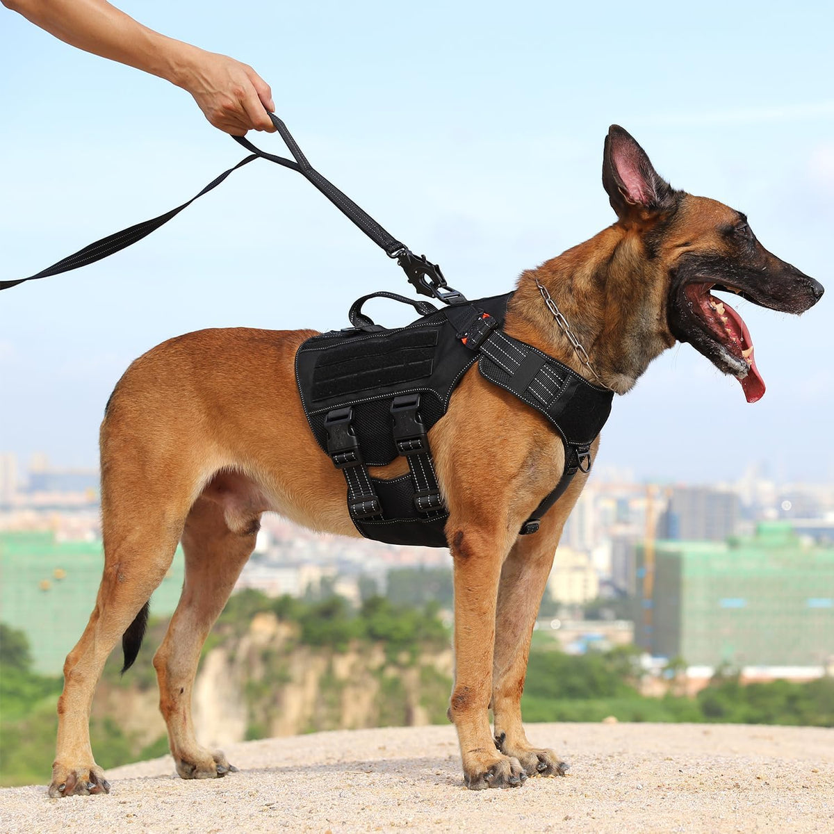 Relfective Dog Leash for Medium Large Dogs,No-Bungee Design,6Ft
