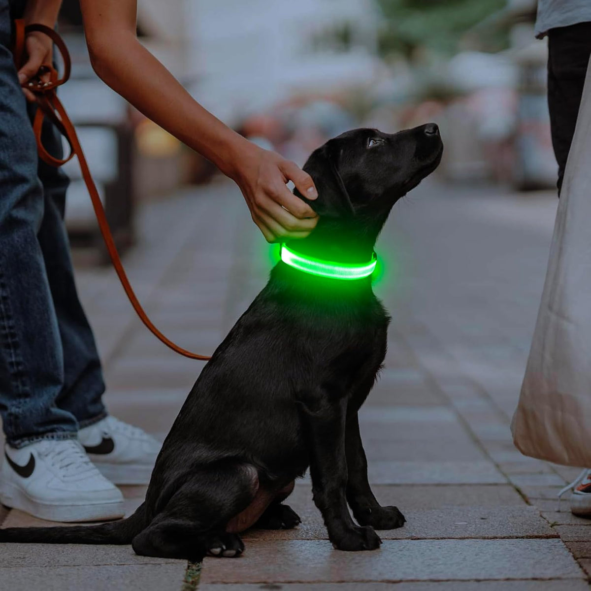 LED Dog Collar, Rechargeable Glow in the Dark Safety Collar for Night Walking