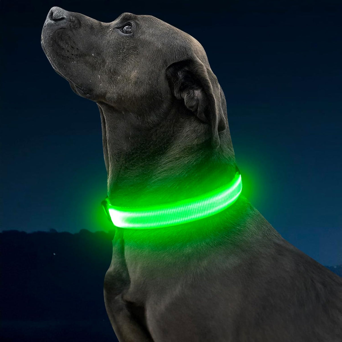 LED Dog Collar, Rechargeable Glow in the Dark Safety Collar for Night Walking