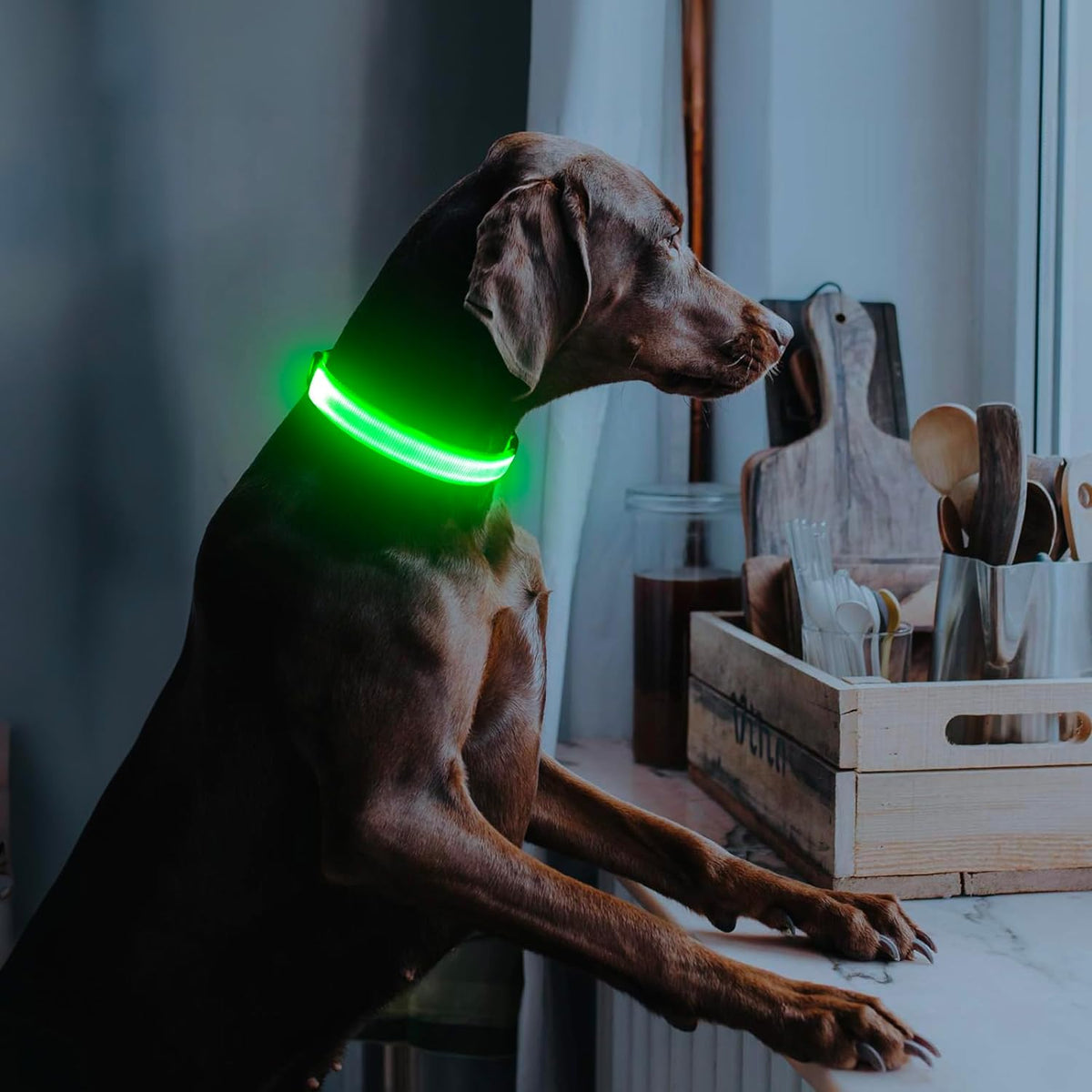 LED Dog Collar, Rechargeable Glow in the Dark Safety Collar for Night Walking